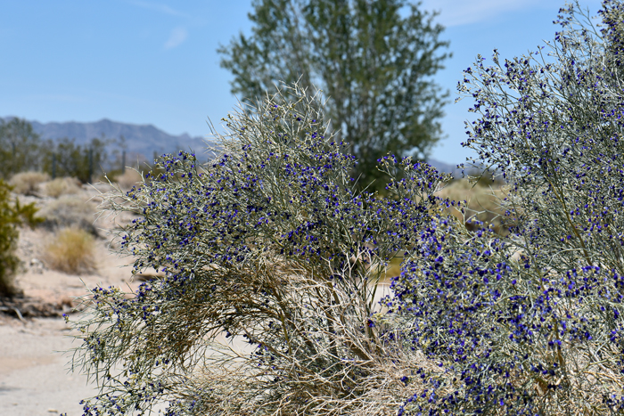 Smoketree is a native desert tree or large shrub that prefers sandy and gravelly washes. With small leaves the trunk, stems and branches produce food by photosynthesis. Psorothamnus spinosus 